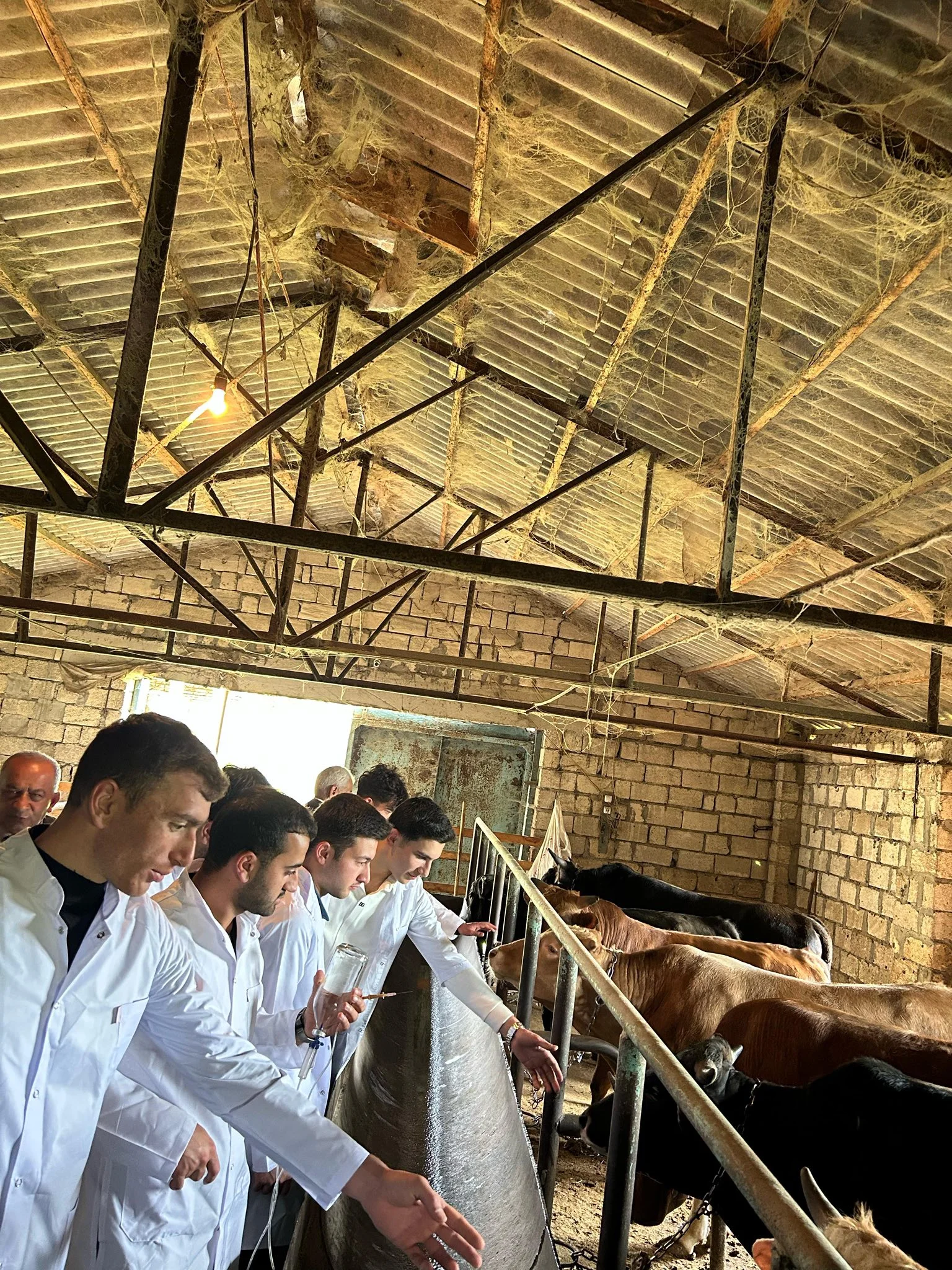 Masallı Dövlət Regional Kollecinin Baytarlıq ixtisasi üzrə təhsil alan tələbələri istehsalat təcrübəsində.